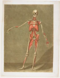 Flayed Skeleton, from Cours complet d